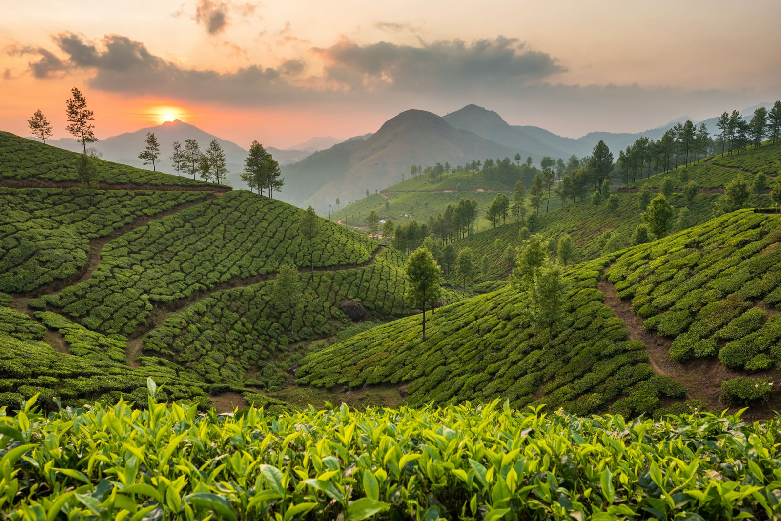 Tea plantation, Oolong Tea image