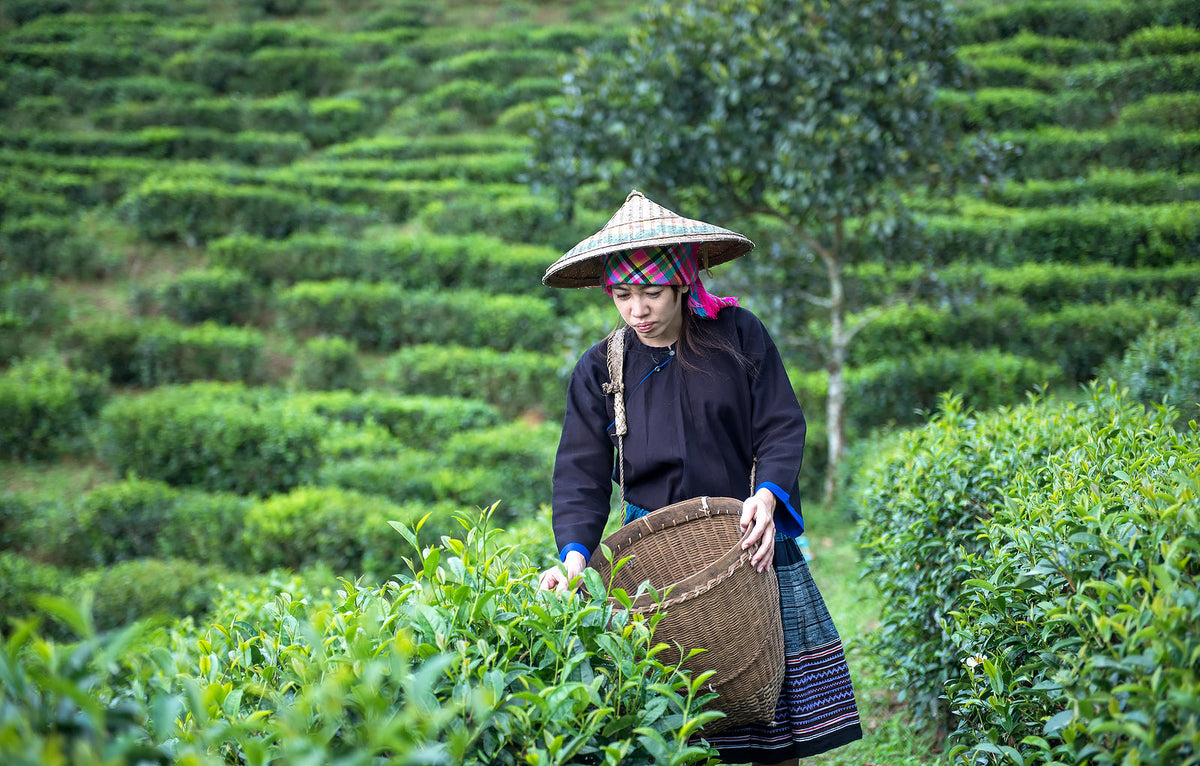 Navigating the Leaves: An Exploration of the Global Tea Supply Chain ...