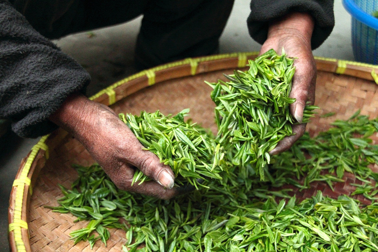 A Japanese tea maker checking the withering of the tea leaves. Seasonal tea leaves image